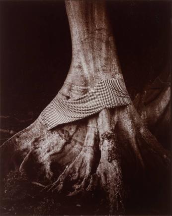 Tree Decorated with Ceremonial Cloth, Bali, Indonesia