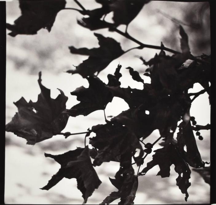 Black Leaves after Laguna Beach Fire