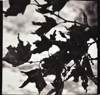 Black Leaves after Laguna Beach Fire