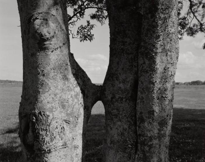Conjoined Trees and Field