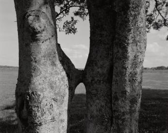 Conjoined Trees and Field