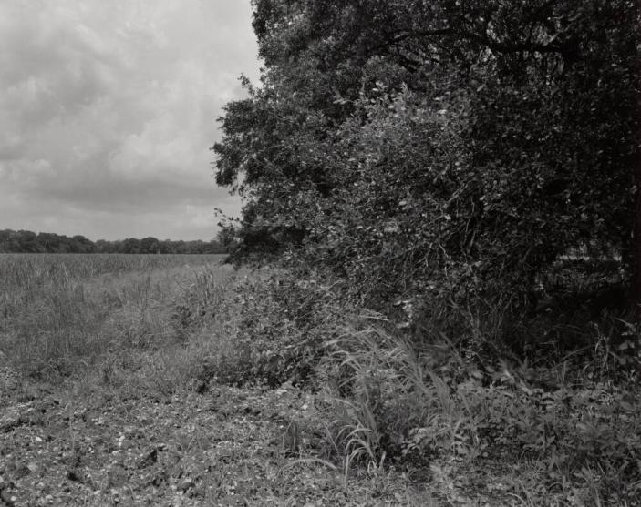 Field and Tree Underbrush