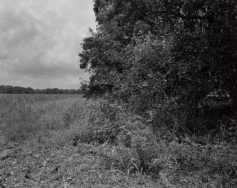 Field and Tree Underbrush