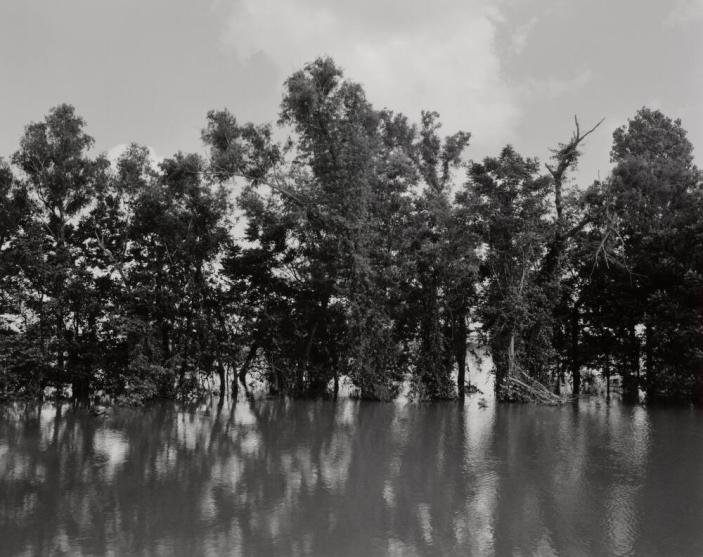Mississippi River and Trees