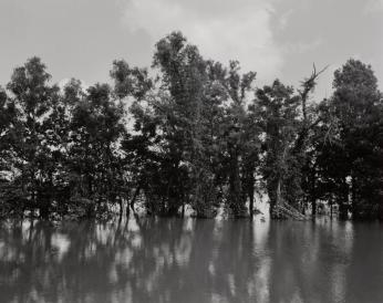 Mississippi River and Trees
