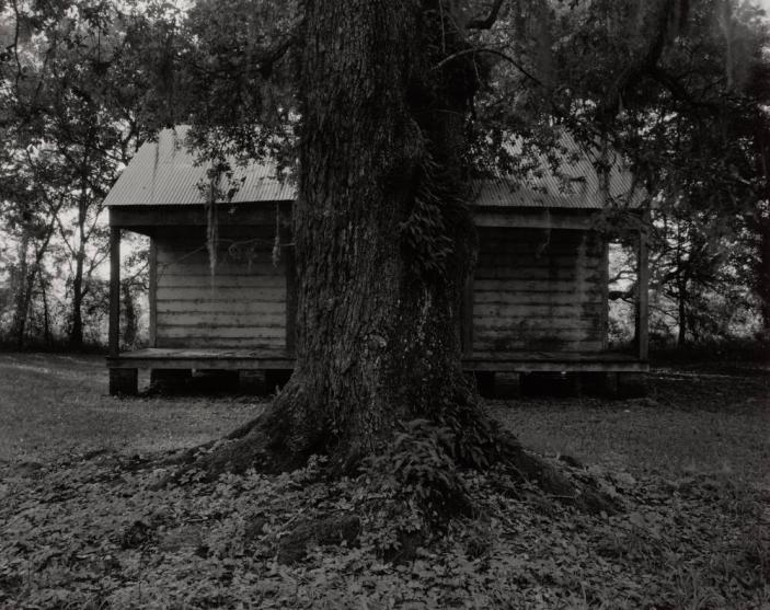 Tree and Cabin