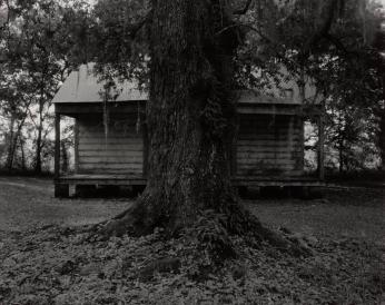 Tree and Cabin
