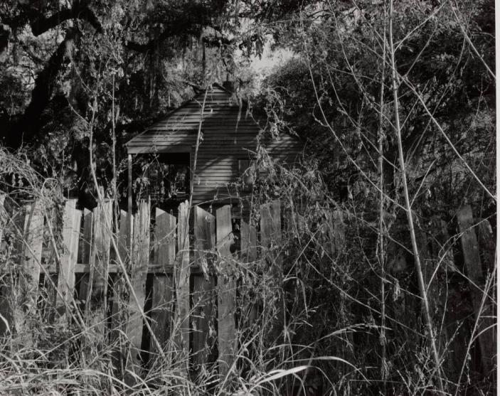 Overgrowth and Fence