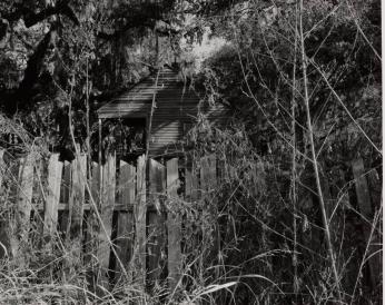 Overgrowth and Fence