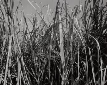 Sugarcane I