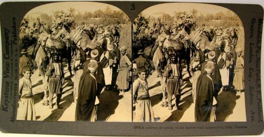 A caravan of camels, in the narrow road approaching Jaffa, Palestine