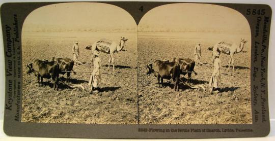 Plowing in the fertile Plain of Sharon, Lydda, Palestine