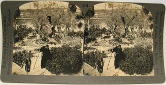 Ancient Olive Trees, Garden of Gethsemane, near Jerusalem, Palestine (St. Matt. I. xxvi: 36-46).