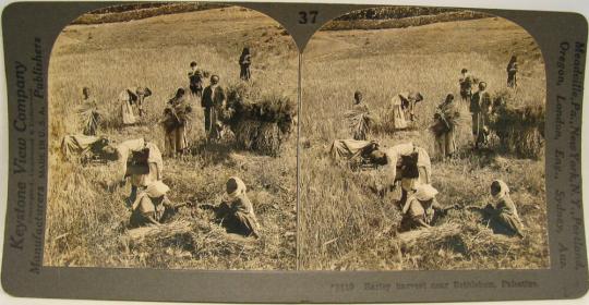 Barley harvest near Bethlehem, Palestine.