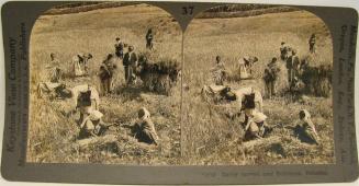 Barley harvest near Bethlehem, Palestine.