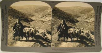 A shepherd in David's home country leading flock over the Judean hills, Palestine.