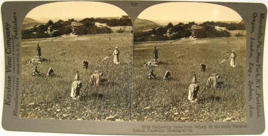 Gathering tares from wheat in the stony fields of Bethel, Palestine.