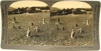 Gathering tares from wheat in the stony fields of Bethel, Palestine.