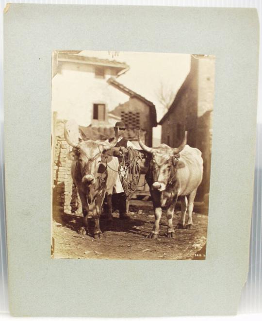 Untitled (Farm scene with oxen)