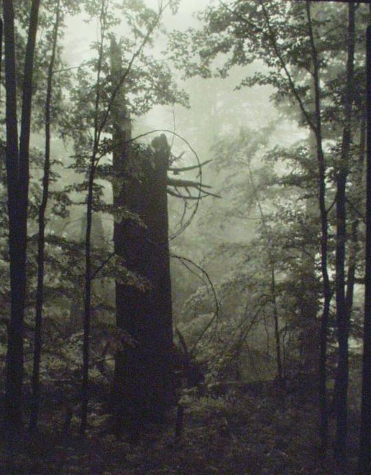 Forest Interior in Mionsi