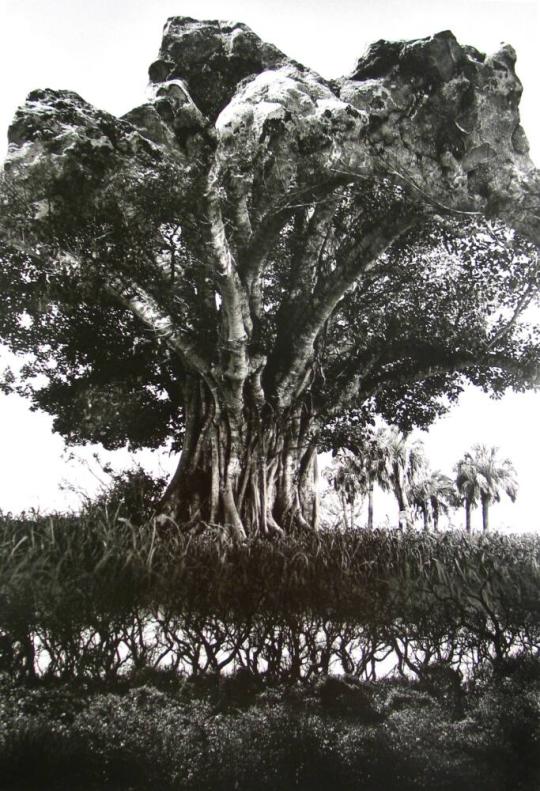 Rock Tree