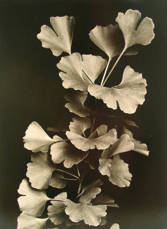 Gingko Leaves