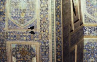 Bird in Iran, Isfahan