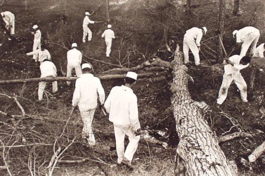 Clearing Land, Ellis Unit