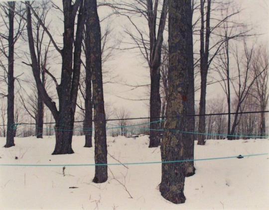 Maple Sugaring on the Paul Percy Farm, Stowe, Vermont