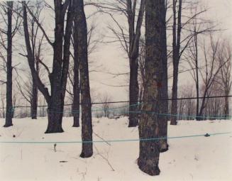 Maple Sugaring on the Paul Percy Farm, Stowe, Vermont