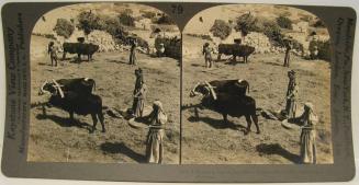 A threshing in the hills of Galilee - the women winnowing - Palestine.