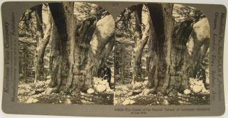 The Oldest of the Sacred Cedars of Lebanon - Monarch of the 400.