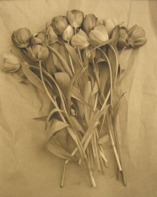 Tulips on Paper