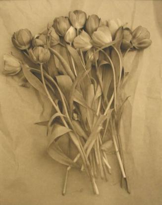 Tulips on Paper
