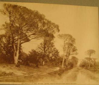 Man leaning against large tree on left of path, trees border apparent stream on right