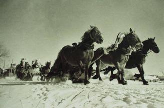 Horse-drawn sleighs