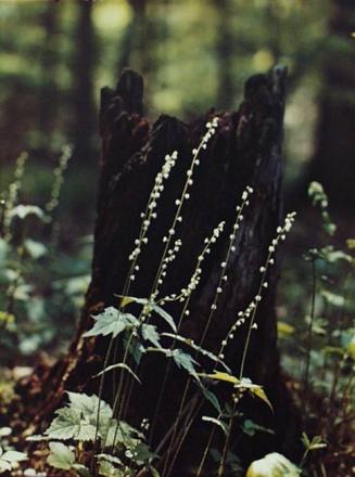 Woodland Portrait