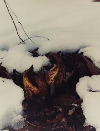 Skunk Cabbage