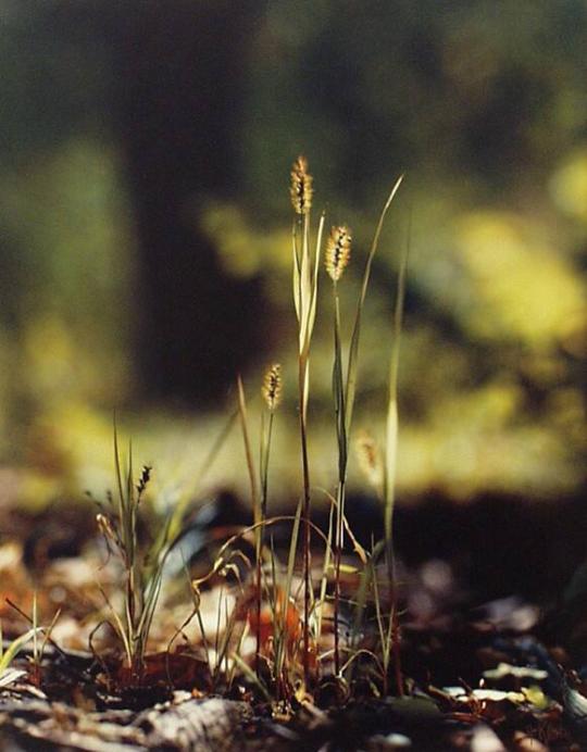 Green Grasses