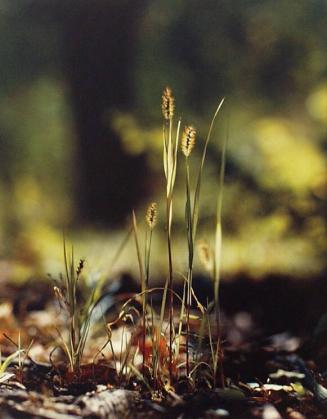 Green Grasses