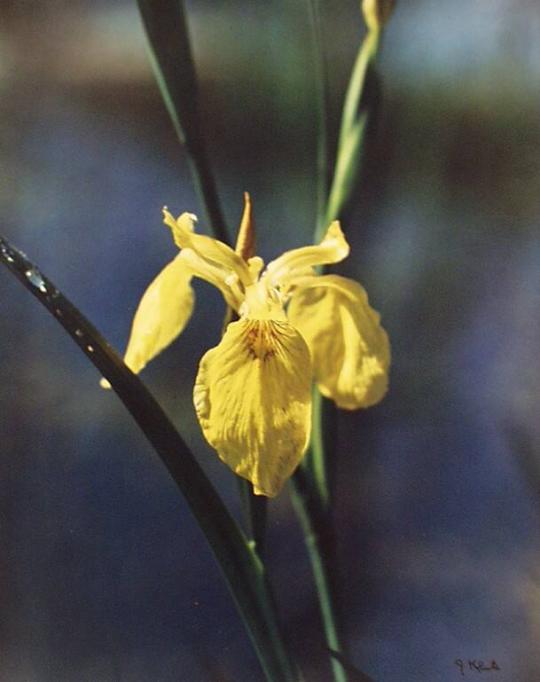 Yellow Irises