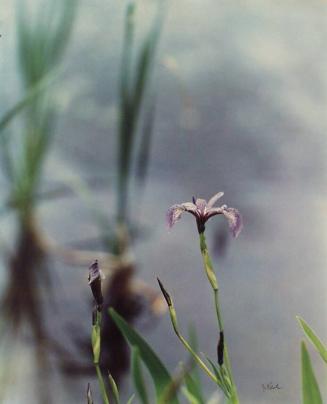 Iris and Bud