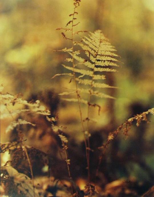 Fern Frond