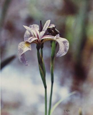 Pale Wild Iris