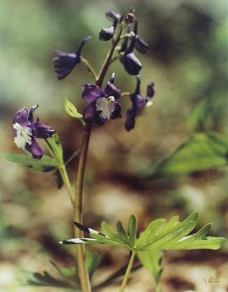 Wild Larkspur