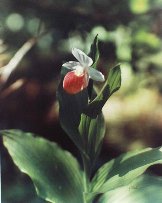 Queen Slipper Orchid