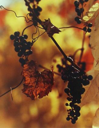 Grape Leaves