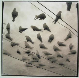 White Terns, Midway Atoll