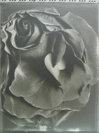 Cabbage Rose