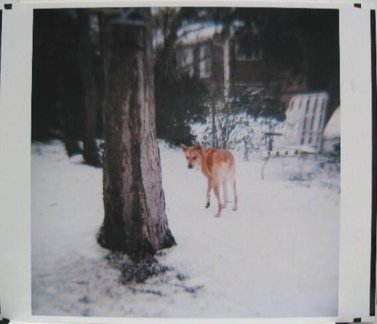 Dog in Snow